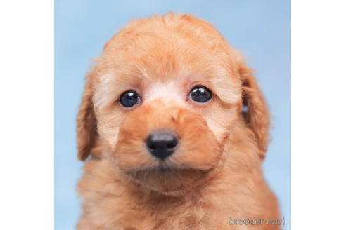 成約済の千葉県のトイプードル-203738の5枚目